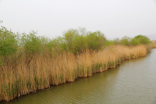 黄河湿地
