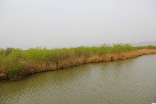 黄河湿地
