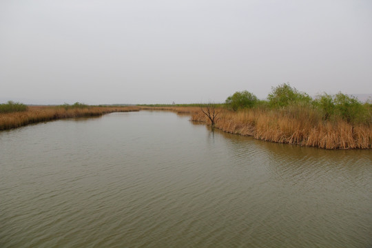 黄河湿地