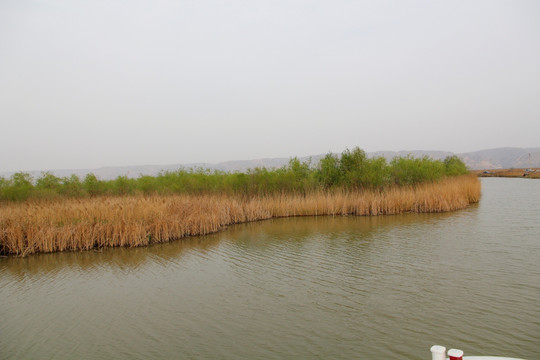 黄河湿地