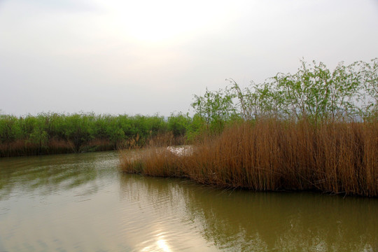 黄河湿地
