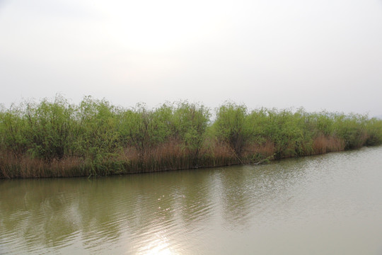 黄河湿地