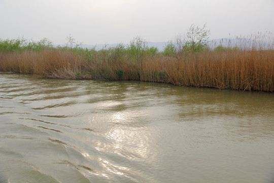 黄河湿地
