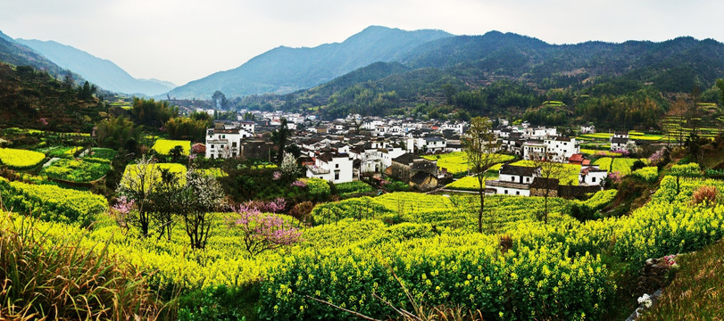 油菜山村