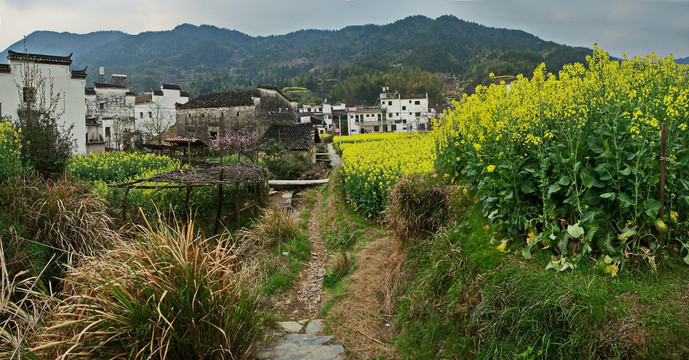 山村油菜