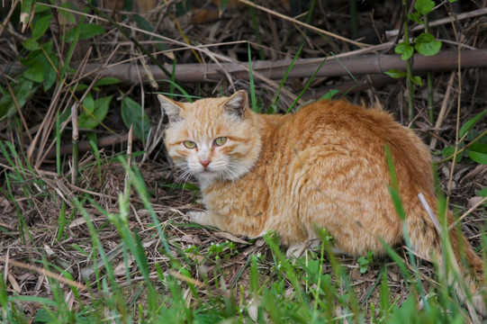 猫