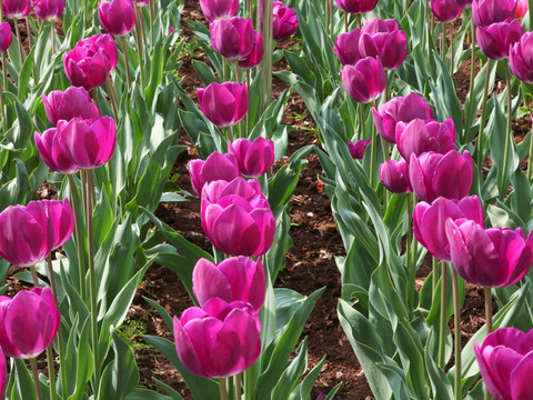 郁金香花海