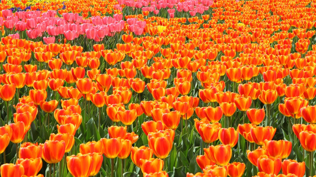 郁金香花海