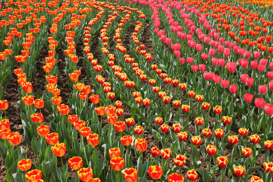 郁金香花海