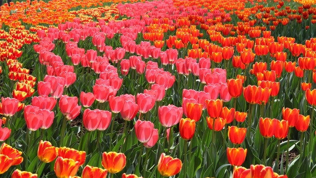 郁金香花海