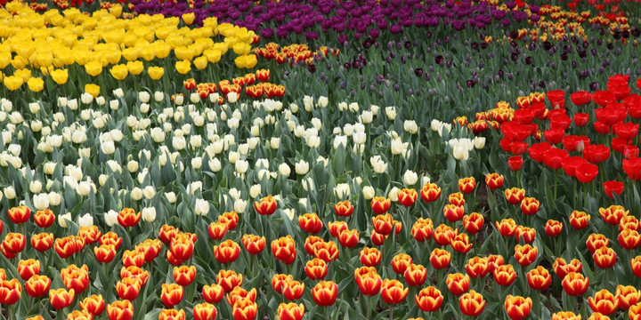 郁金香花海