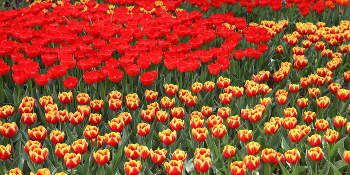 郁金香花海