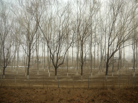 冬季 杨树林