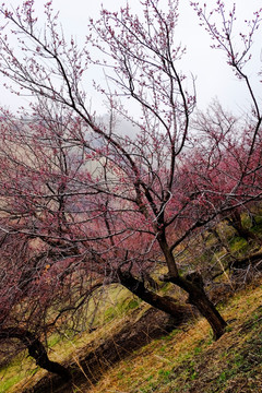 野杏树