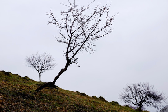 野杏树