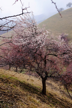 野杏树