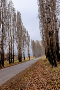 林间小路
