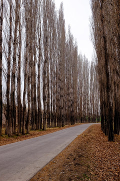 林间小路