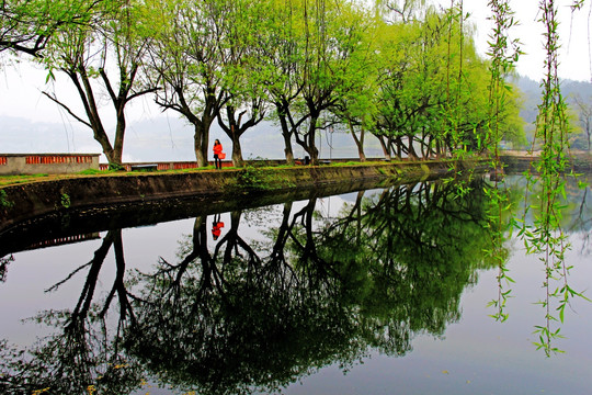 清漪湖柳树