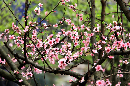 桃花