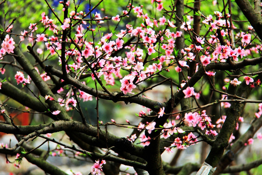 桃花树