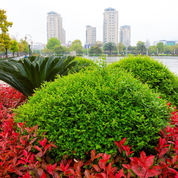 安福广场 城市绿化 春天