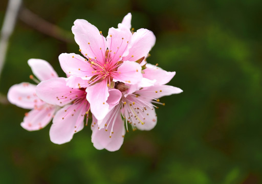 桃花