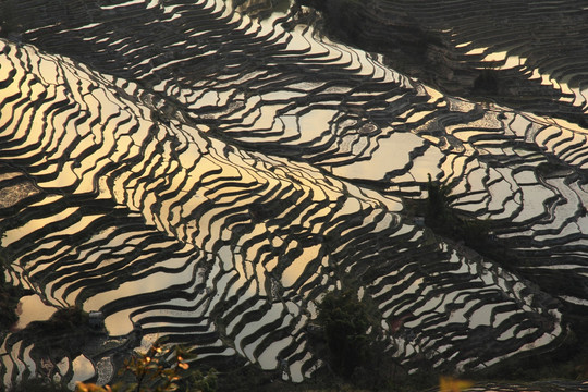 暮色下的梯田