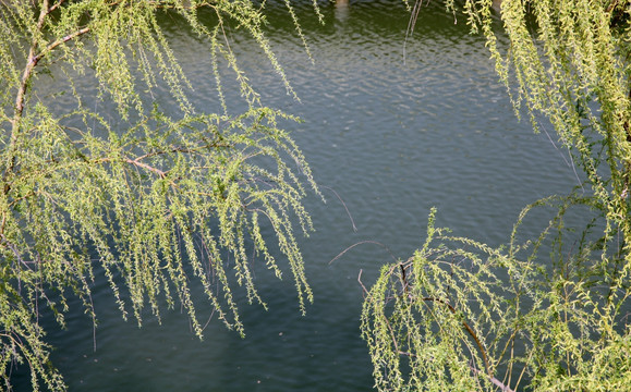 初春湖面上发芽的柳枝