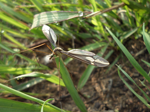 金腹巨蚊蚊子图片
