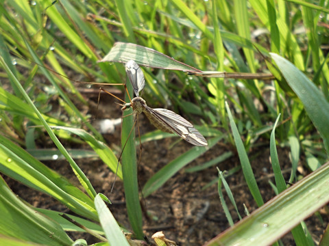 金腹巨蚊蚊子图片