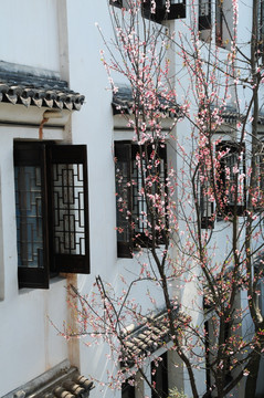 江南古建一角窗边桃花