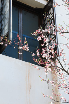 江南古建一角窗边桃花
