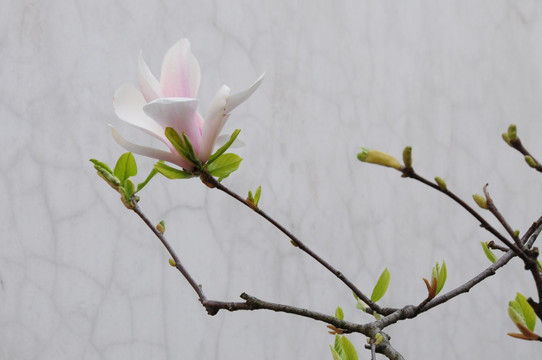 花卉摄影