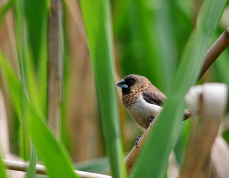 小鸟 麻雀