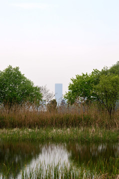 湿地 景区
