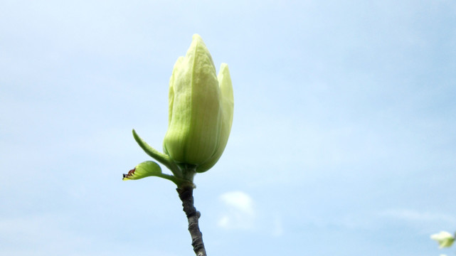 玉兰花 花苞