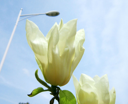 白玉兰