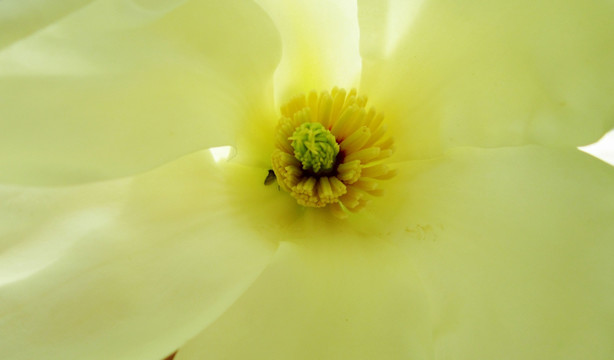 玉兰花 花芯