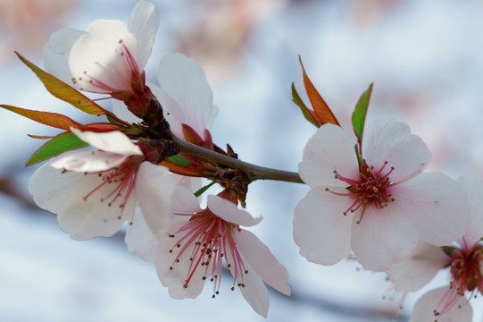 桃花