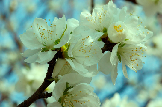桃花