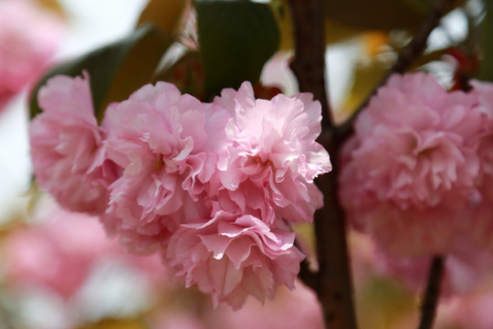 樱花
