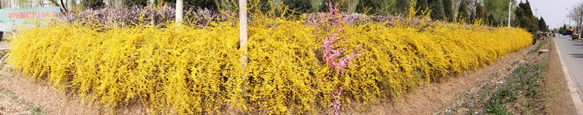 迎春桃花180全景