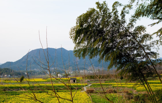 田园风光