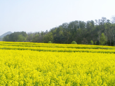 山里 那一片开满油菜花的田野