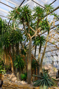 北京植物园热带植物