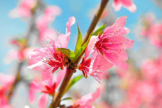 桃花