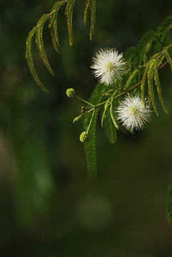 光荚含羞草的花