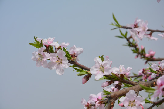 桃花朵朵开