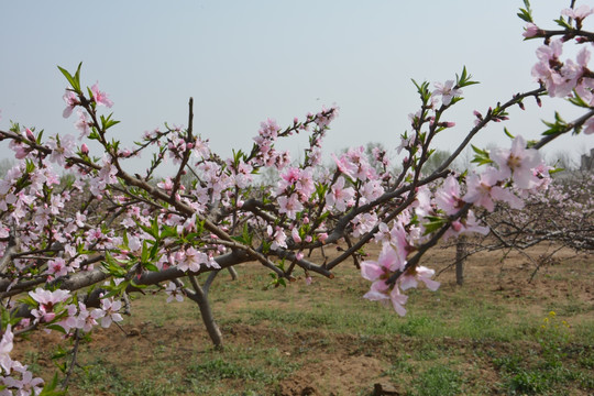 桃花